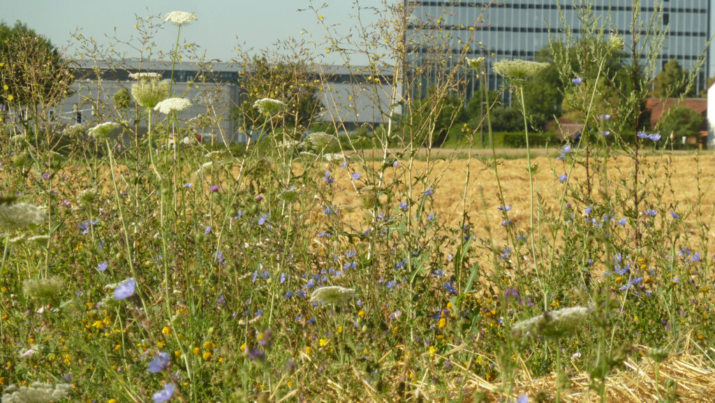 Blumenwiese